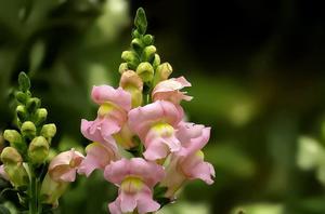 发黄豆芽观察日记(水培豆芽观察日记)