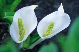 内江鲜花预定(内江花千谷小区周边配套怎么样？)