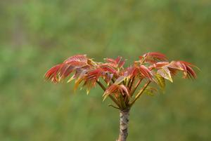 茼蒿菊种子的种植方法(茼蒿菊的生长习性？)