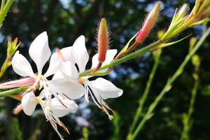 芒果育苗什么季节(芒果苗怎么培育出来？)