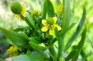 红色花状果实(这个红色果实植物叫什么名字呢麻烦谁给解答下)