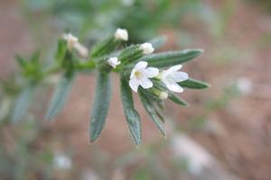 铃兰花为什么那么贵(什么的花朵要求4个)