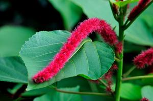 梨花什么时候开花几点钟(梨花的花期？)