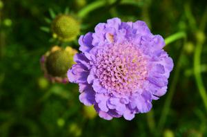 金桂花的特点(金桂花树花是什么颜色的)