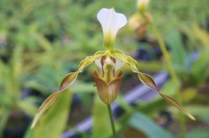 波斯菊和格桑花有啥区别(波斯菊和格桑花有什么区别？)