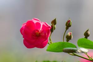 百合花开的说说心情短语(最喜欢百合花的说说？)