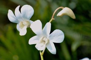 扶郎花适合送什么人(扶郎花适合送什么人)