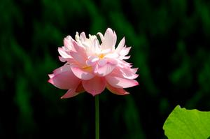 菊花的品种和样子(菊花的品种有哪些？)