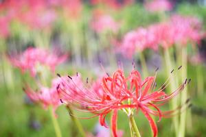 日本的国花是菊花还是樱花(日本国花是什么)