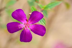 双生花的花语(双生花的花语是什么？)