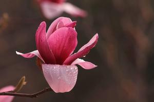 芦荟怎么敷脸(芦荟可以直接涂在脸上吗新鲜芦荟涂脸正确方法)