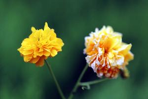 地被菊是宿根花卉吗(宿根花卉根据开花期可以分为哪些？)