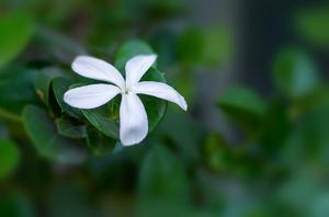 玫瑰花怎么种植才能四季都开花(多头玫瑰能四季开花吗？)