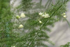 石榴花的特点(石榴花的特点？)