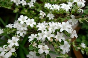 百合花是什么颜色的花(百合花的颜色有哪些颜色)