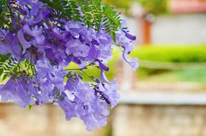 四季桂花夏天开花吗(桂花是四季开花吗)