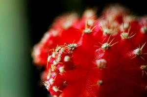 黄菖蒲种子的种植方法(黄菖蒲怎么养殖方法)