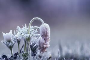 文竹枯黄了怎么办(文竹枯黄如何挽救)