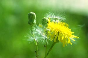 新买的木槿花怎么养(木槿花怎么养(木槿花养殖和注意事项))