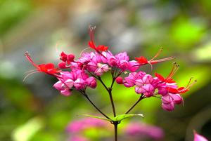 桐油和木蜡油(桐油和木蜡油哪个好比较桐油和木蜡油的优缺点？)