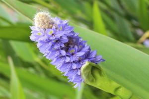 郁金香花不多放房间有危害吗(卧室里不能放什么植物？)