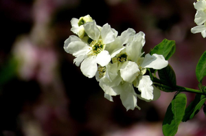 对节白蜡换盆(对节白蜡几月份换盆好吗？)