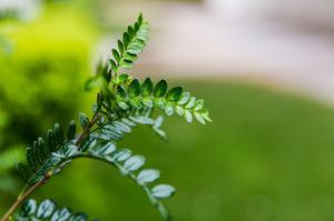 中国鲜花出口情况(电商鲜花行业分析中的鲜花核心资源是什么)