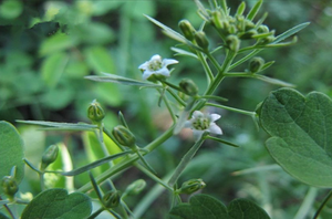 人参果种植条件和区域(人参果露天几月份种？)