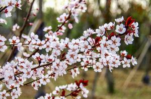 花卉的管理与养护(花卉栽植管理与养护小技巧)