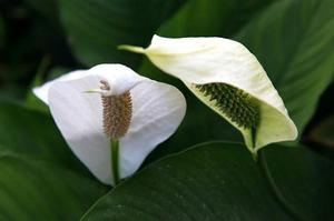 广东摘草莓的季节是几月份(从化摘草莓一年四季都可以么？)