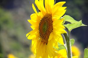 什么花一年四季都开还香(什么花一年四季都开花？而且又好养活？)