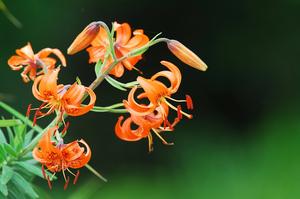 情人节送花情话(情人节花语情话？)