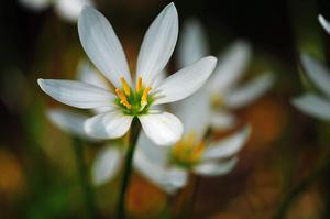 情人节花束大全(情人节送妈妈什么花)