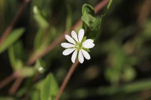 鸿运当头开花后怎么处理(鸿运当头开完花怎么处理)